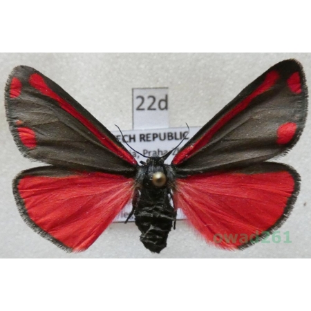 Tyria jacobaeae (Linnaeus, 1758) Czech22d